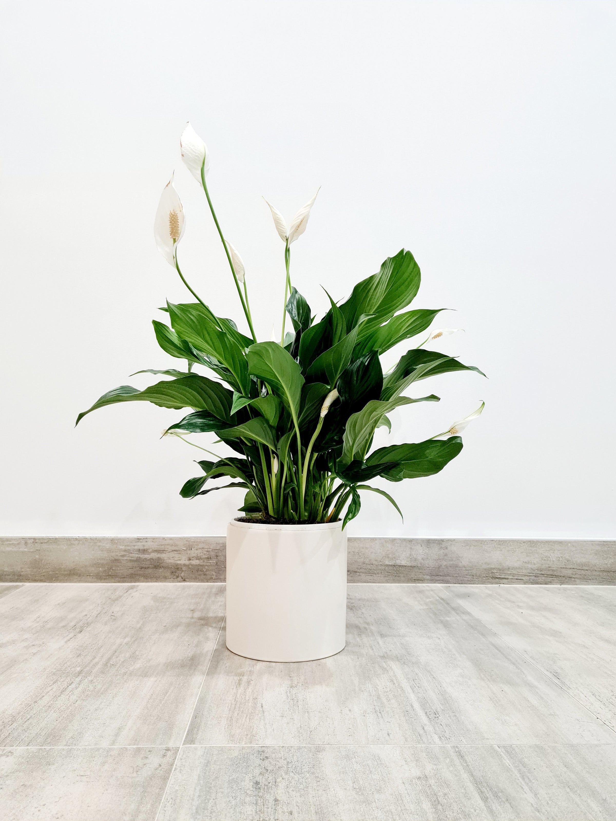 20 Indoor Flowering Plants for a Brighter Home All Year Round